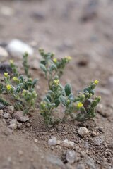 Phacelia monoensis
