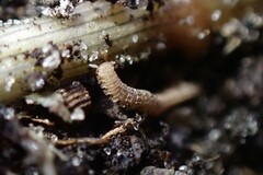 Pyrgodesmidae