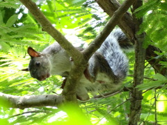 Sciurus variegatoides goldmani