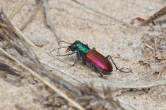 Cicindela scutellaris scutellaris