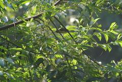 Mionectes oleagineus