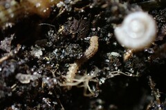 Pyrgodesmidae
