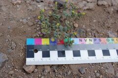 Phacelia monoensis
