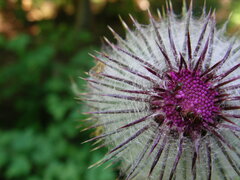 Cirsium edule