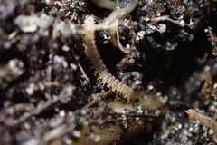 Pyrgodesmidae