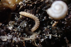 Pyrgodesmidae