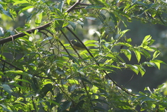 Mionectes oleagineus