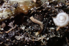 Pyrgodesmidae