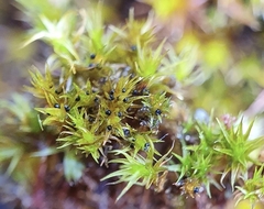 Bryostroma trichostomi