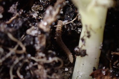 Pyrgodesmidae