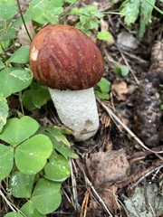 Leccinum albostipitatum