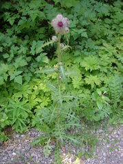 Cirsium edule