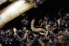Pyrgodesmidae
