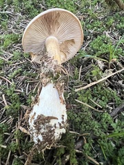 Cortinarius crassus
