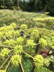 Angelica triquinata