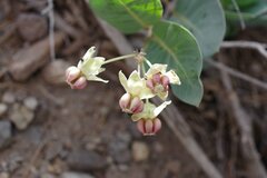 Asclepias cryptoceras