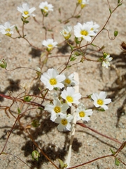 Linanthus inyoensis