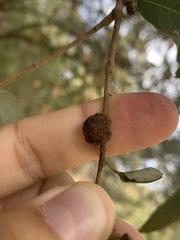 Disholandricus chrysolepidis