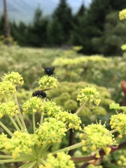 Angelica triquinata