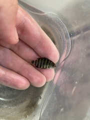 Archosargus probatocephalus