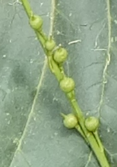 Rapistrum rugosum image