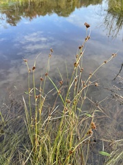 Rhynchospora capitellata