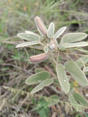 Senna bauhinioides