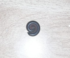 Anadenobolus monilicornis