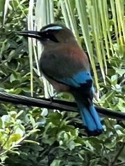 Eumomota superciliosa