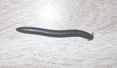 Anadenobolus monilicornis