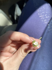 Plagiobothrys nothofulvus