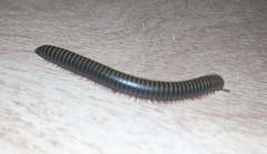 Anadenobolus monilicornis