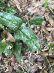 Smilax bona-nox