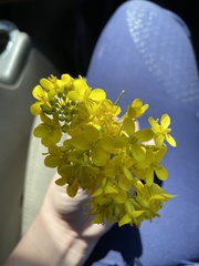 Brassica rapa