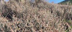 Eriogonum wrightii nodosum
