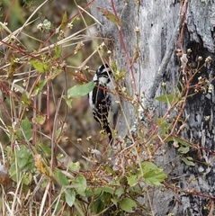 Dryobates pubescens