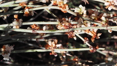 Eriogonum wrightii nodosum