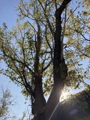 Acer negundo