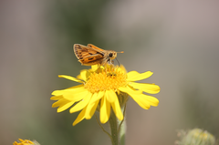 Hylephila fasciolata