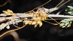 Eriogonum wrightii nodosum