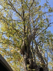 Acer negundo