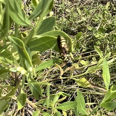 Myzinum quinquecinctum