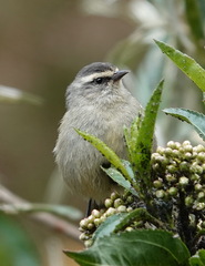Conirostrum cinereum