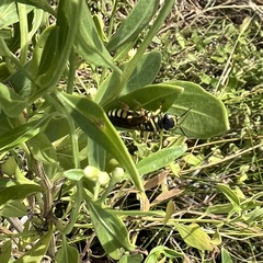 Myzinum quinquecinctum