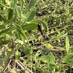 Myzinum quinquecinctum