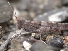 Sphingonotus pachecoi