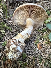 Cortinarius crassus