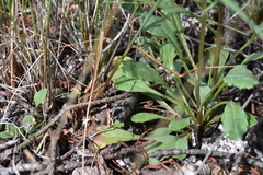 Packera streptanthifolia