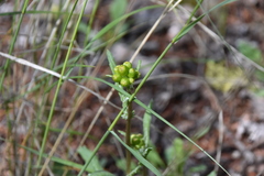 Packera streptanthifolia