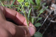 Packera streptanthifolia